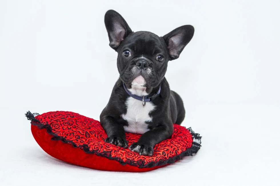 Divi pet store faqs